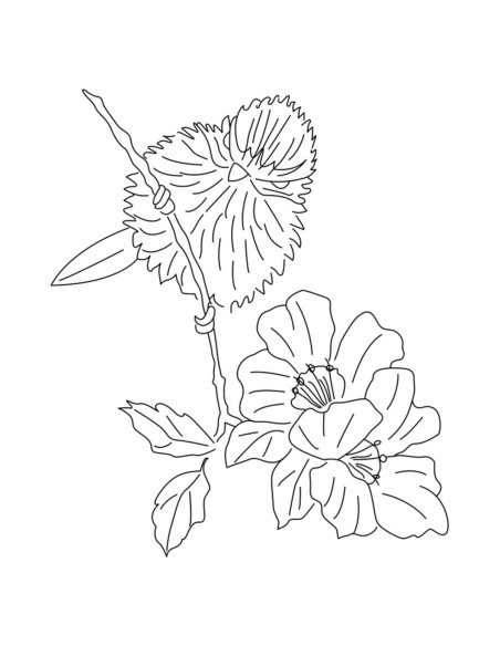 Livre transferts en broderie traditionnelle
